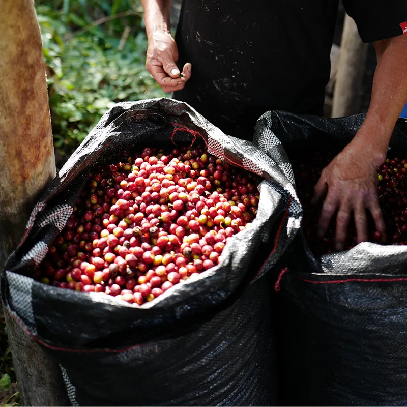 韓國🇰🇷 TERAROSA | SO | Peru Amazonas Coopbam Multi-variety Washed 250g