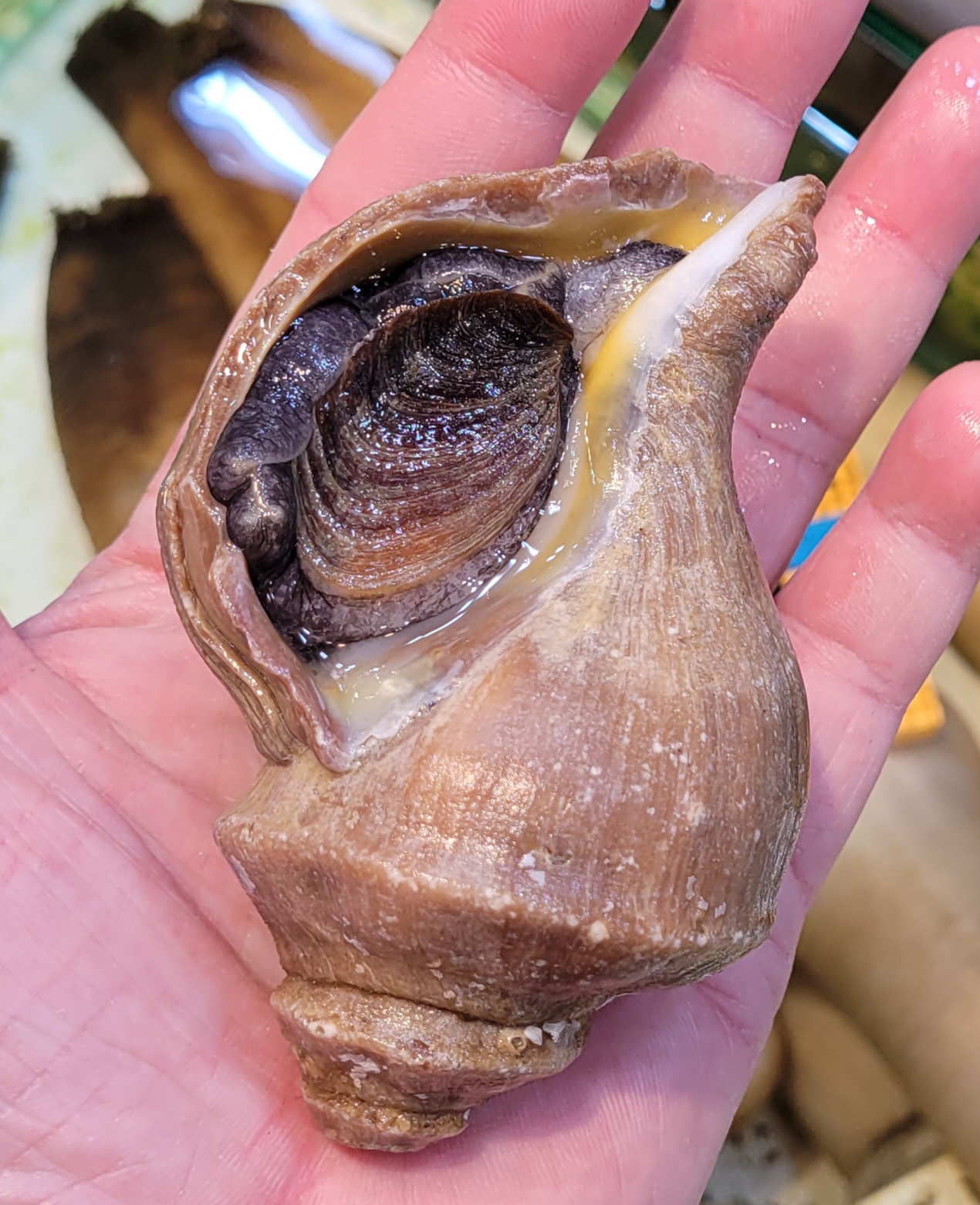 🇯🇵 活日本小海螺 - 真螺(日語漢字)