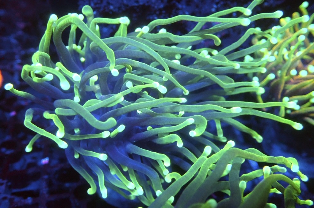 T15 火柴（開大約3吋）