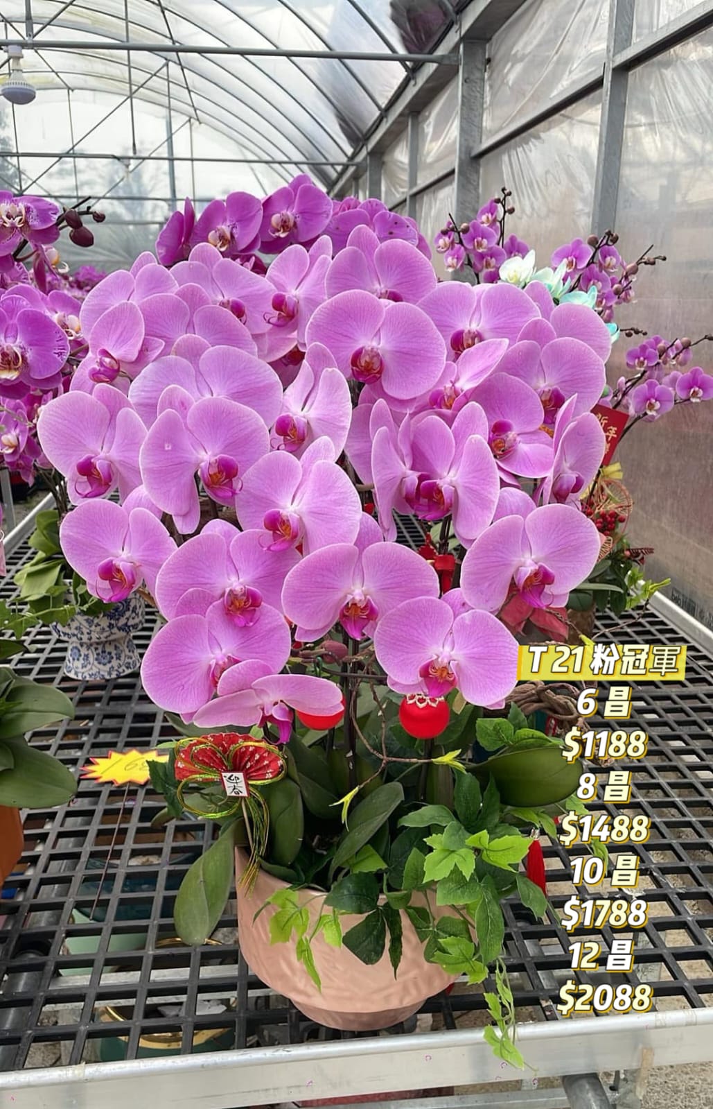 T21 粉冠軍蝴蝶蘭｜馬年招財必備