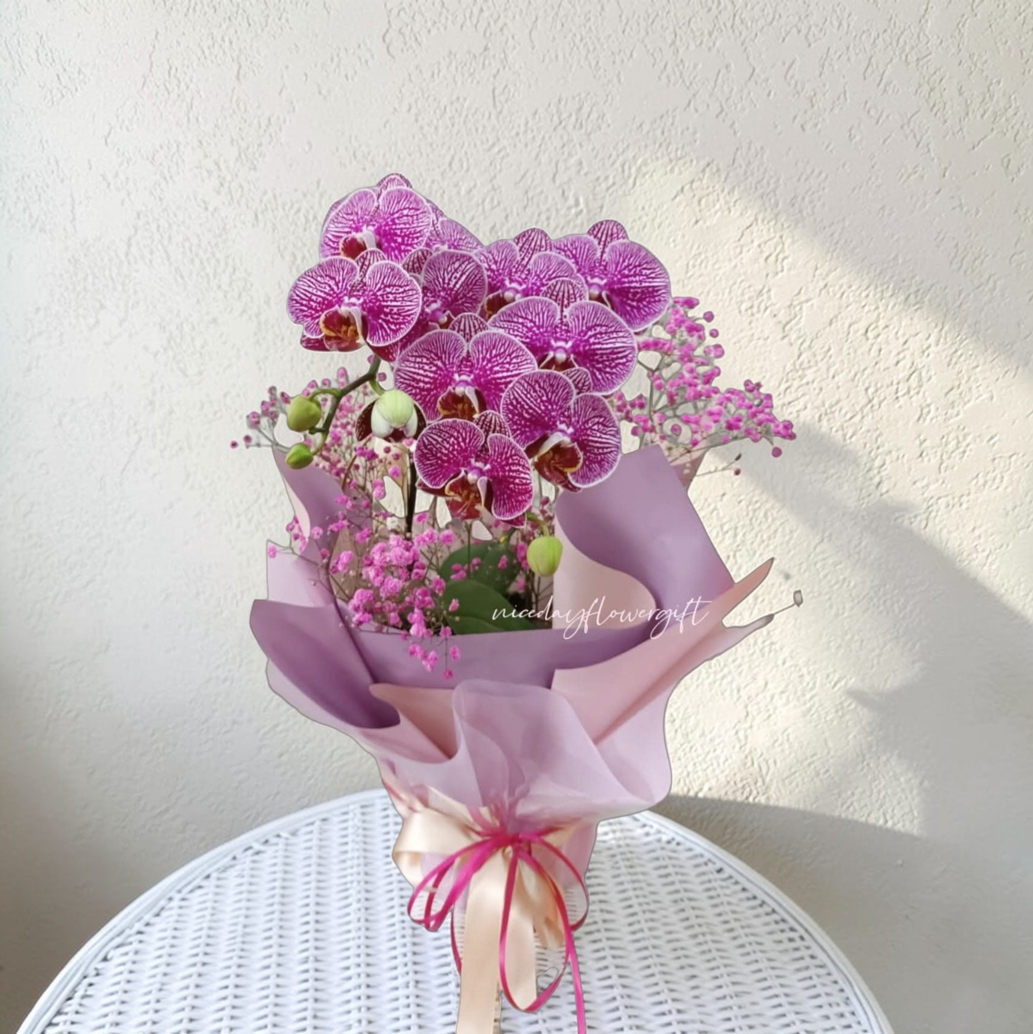 BO15 蝴蝶蘭枱花