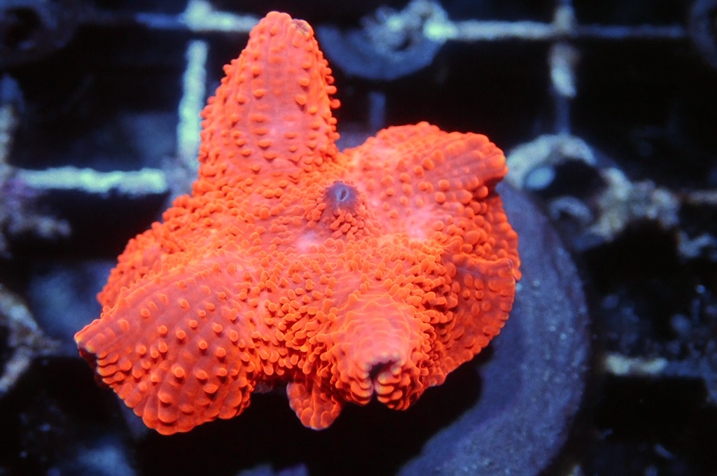 M18 菇（frag座3.5cm)