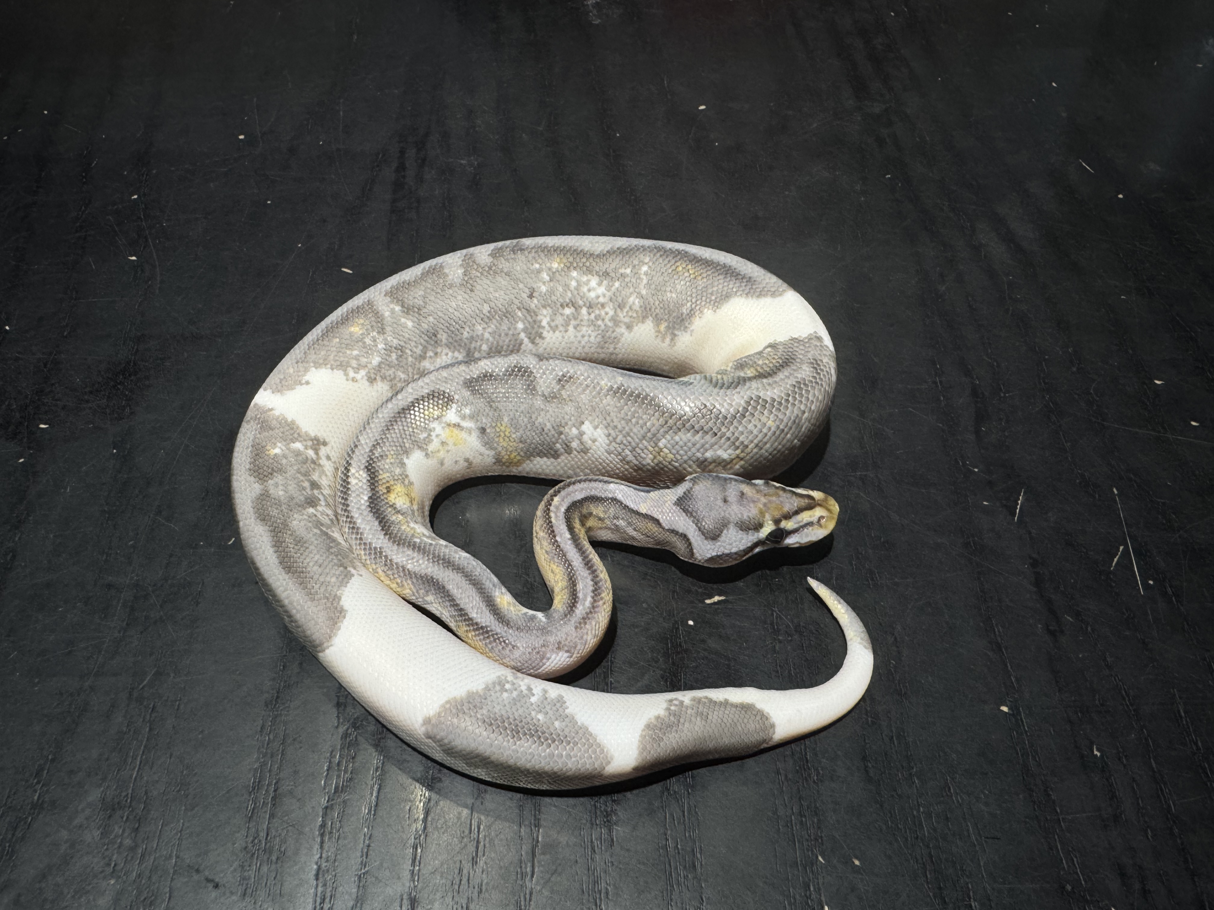25 Pastel Enchi Ghost Pied +？ 0.1