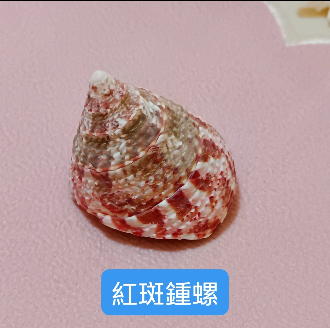 天然真海螺4件套