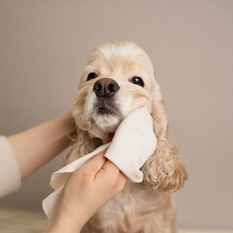 韓國 Anoint｜犬用 多功能乾洗潔液 Waterless Multi Cleanser 150ml｜乾洗泡泡