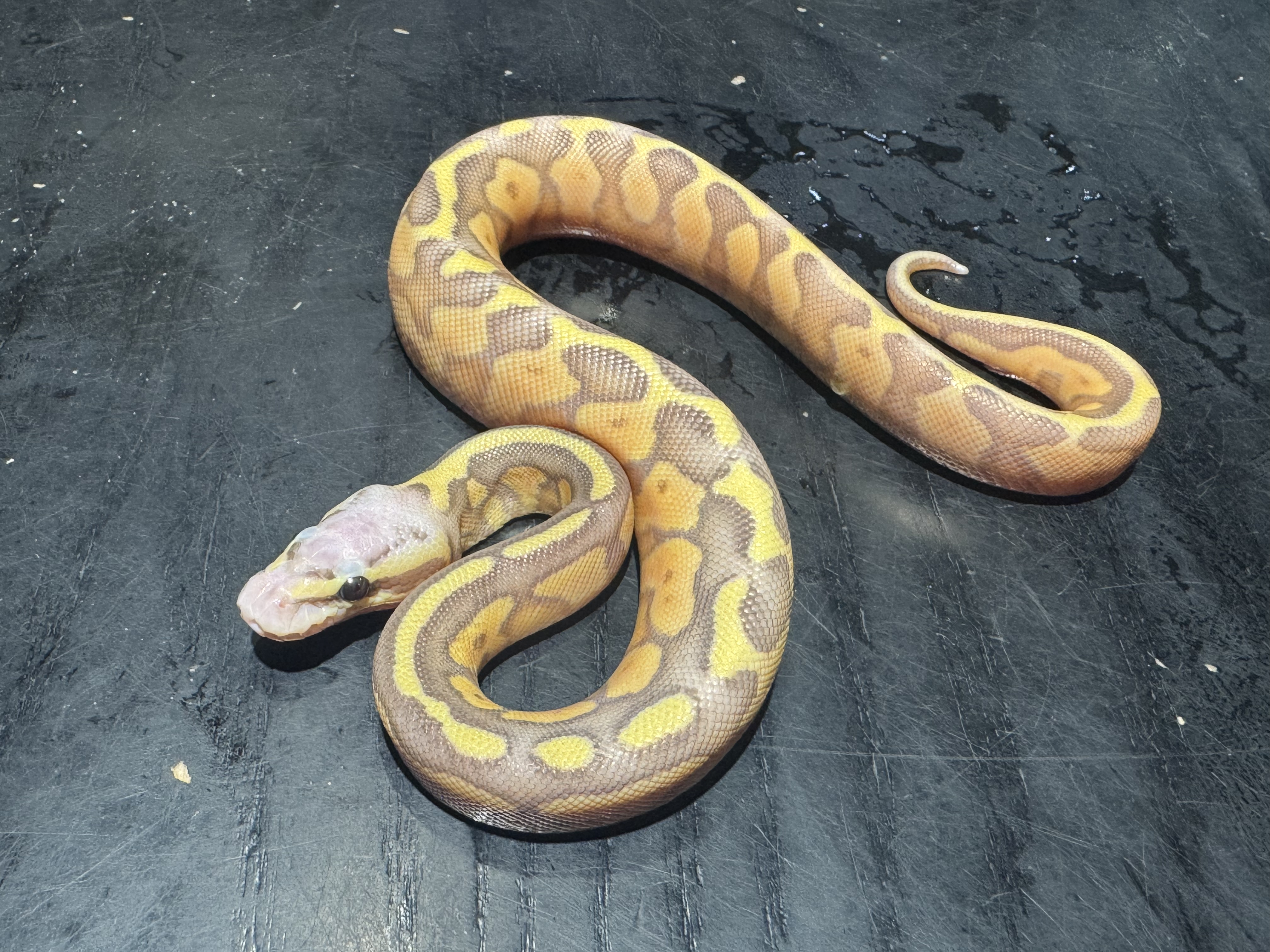 26 Pastel Banana het Genetic Stripe 0.1