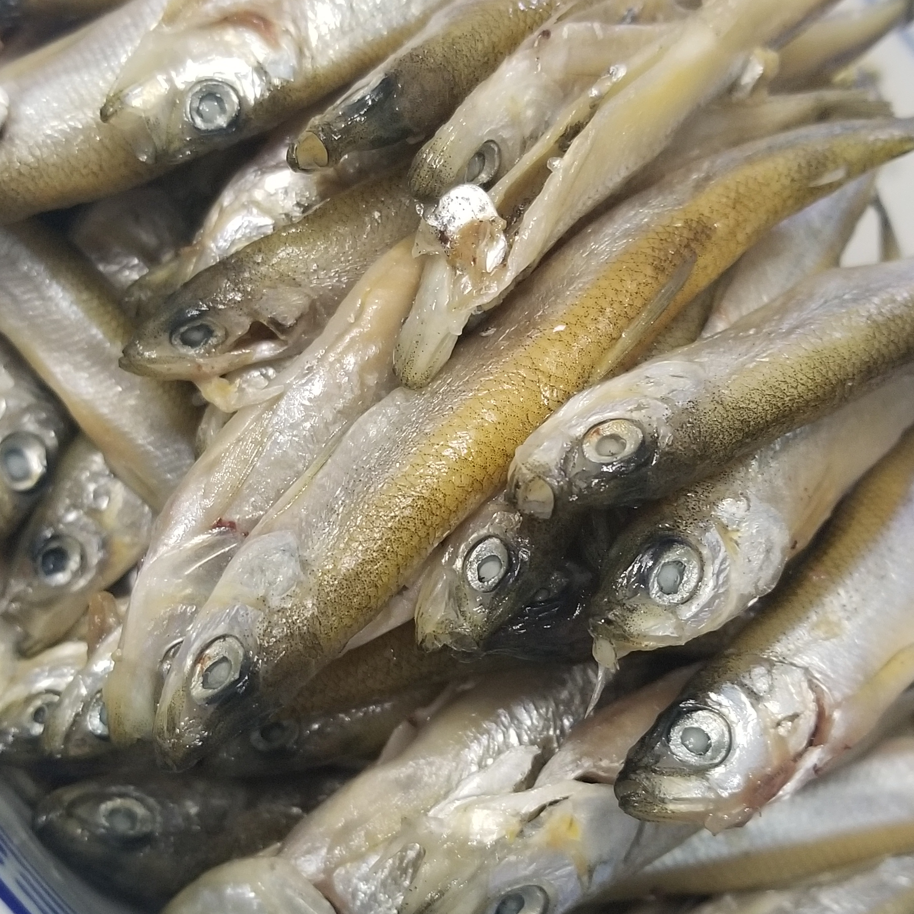 風乾原條公魚仔