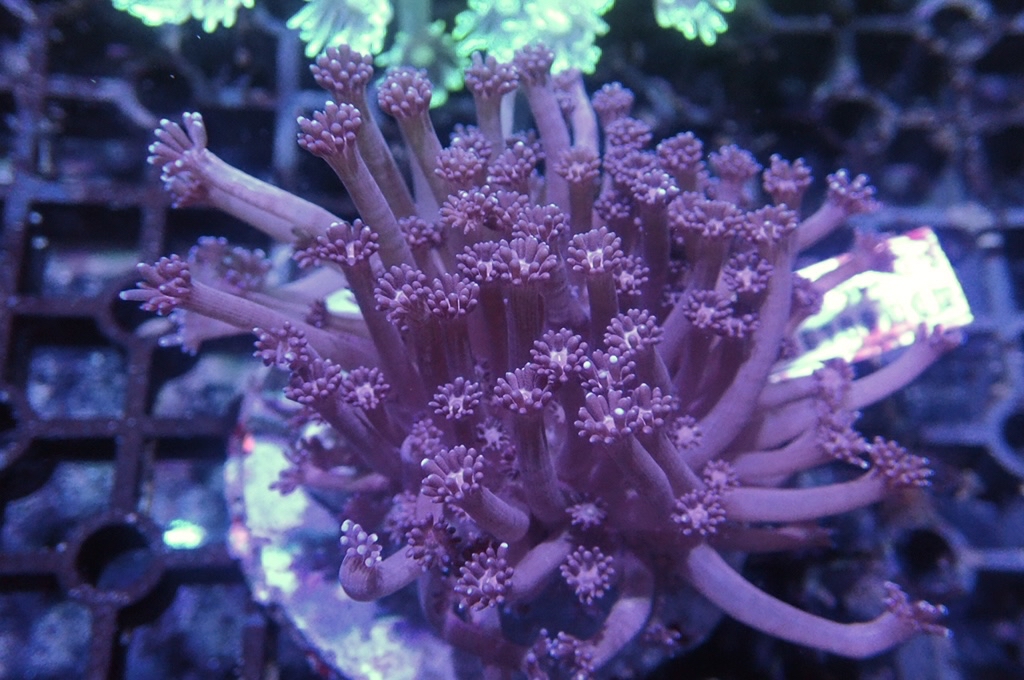 GF1 紫寶石花（開大約2.5吋）