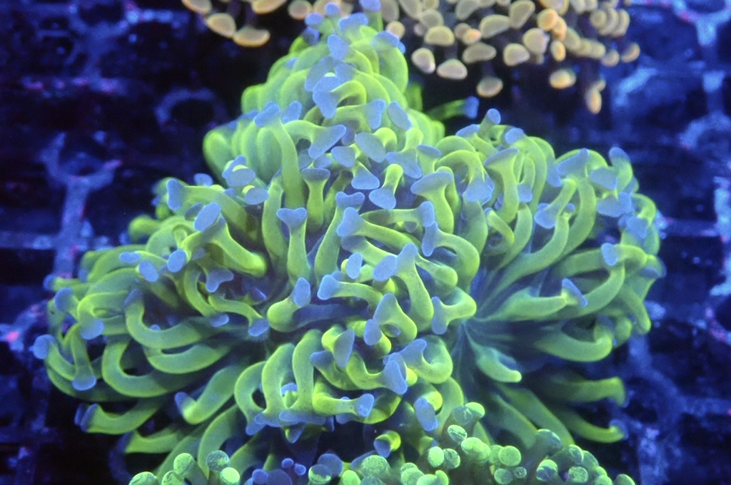 H21 豬腰  （開大約2.5吋）