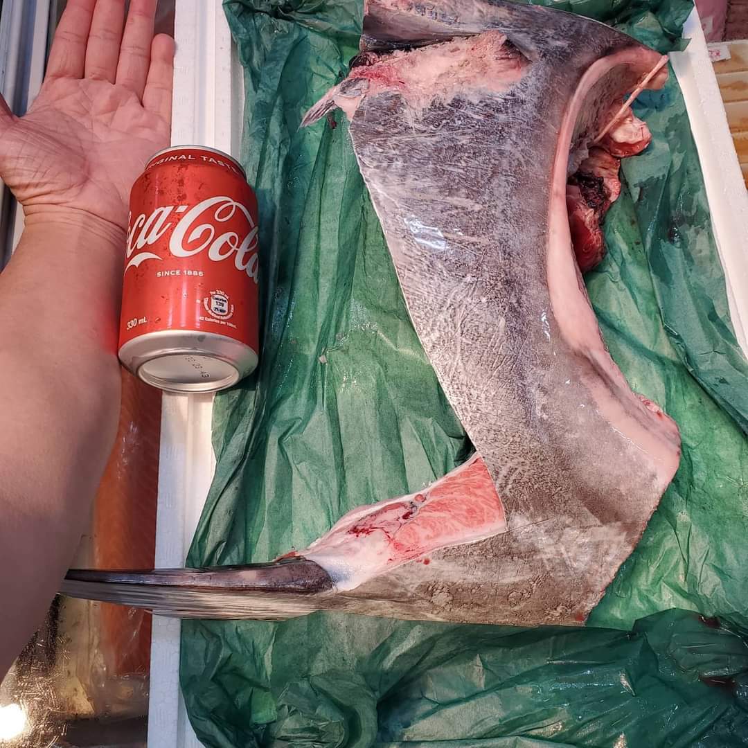 🇯🇵日本直送冰鮮藍鰭拖羅魚鮫🐟🍣🍶