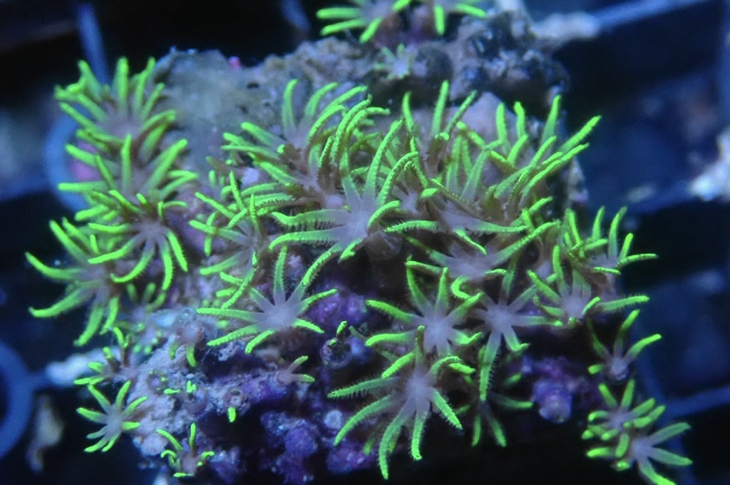 Green 9 草皮 （frag座3.5cm）