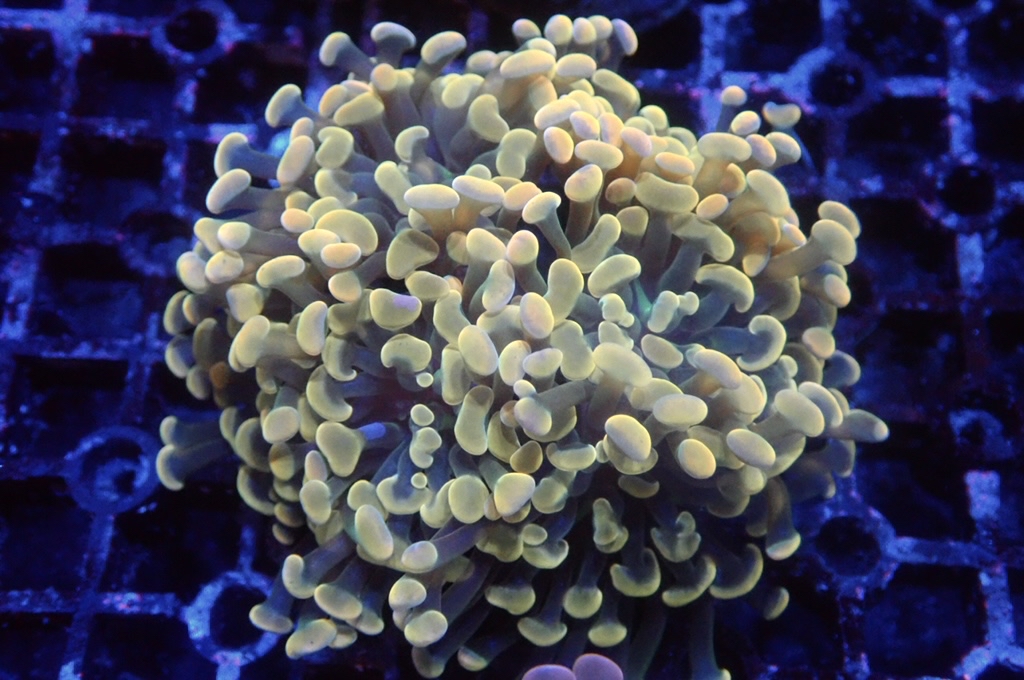 H19 豬腰  （開大約2.5吋）