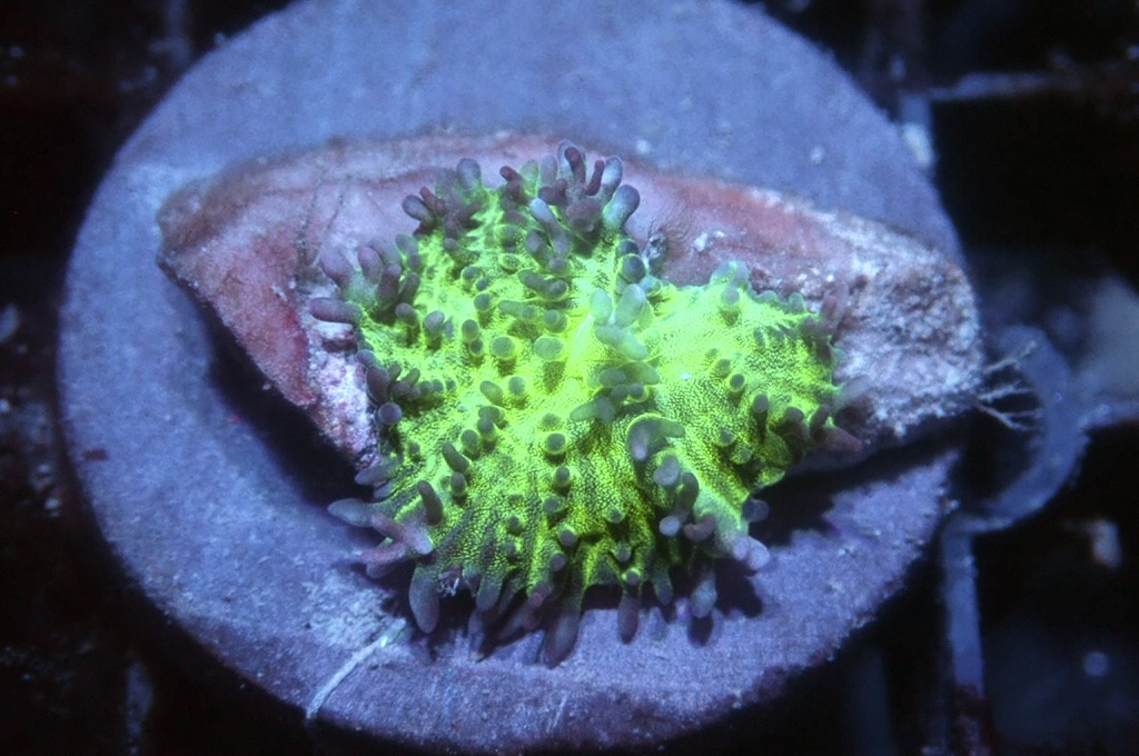 M12 菇（frag座3.5cm)