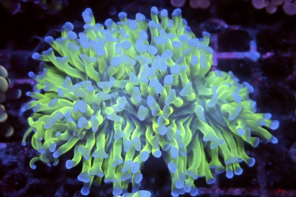 H18 雙色豬腰（開大約3吋）