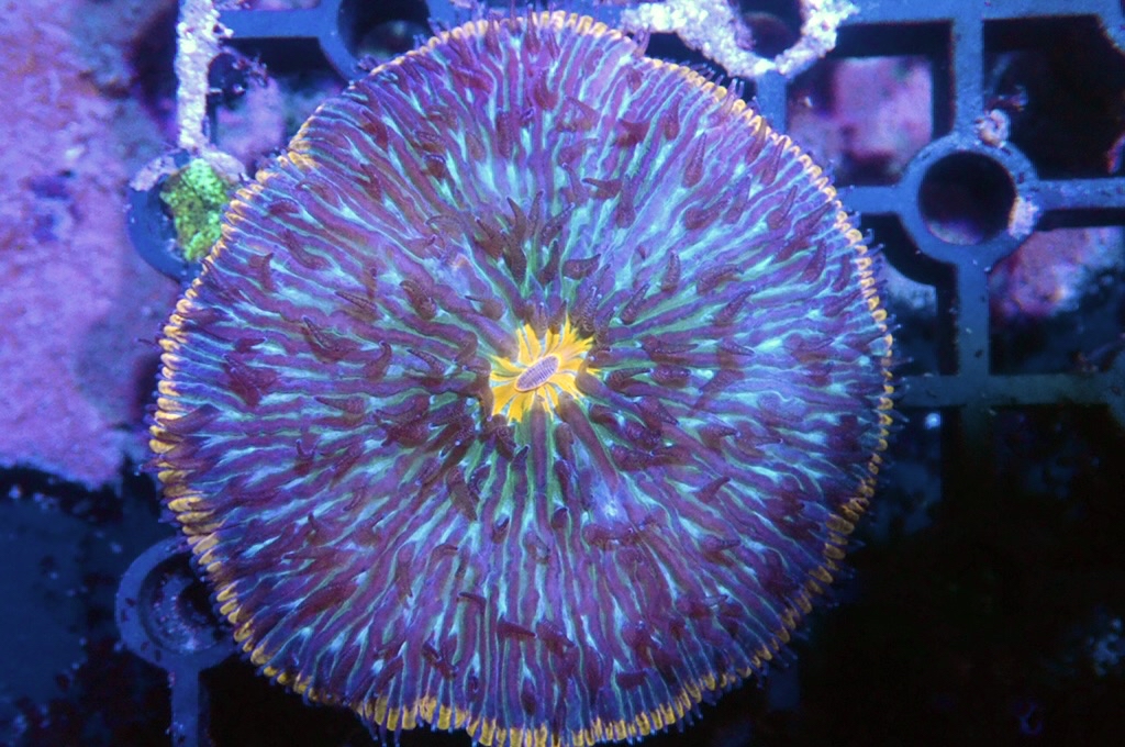 P1 雙色飛碟 （開大約2.5吋）