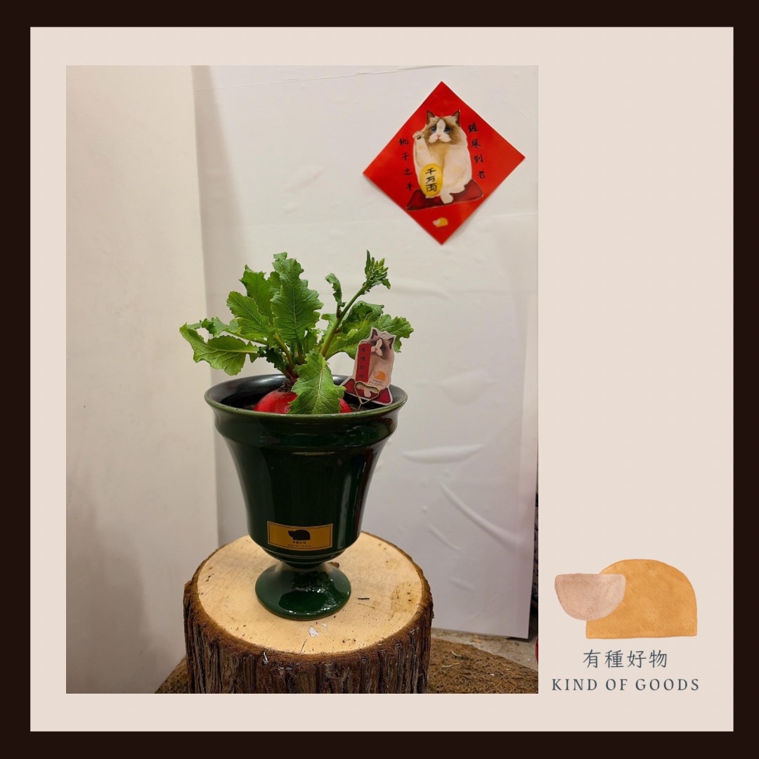 新年紅菜頭盆栽