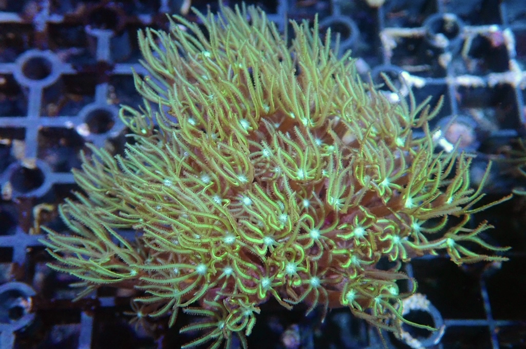 TH6 笙珊瑚 （開大約2.5吋）