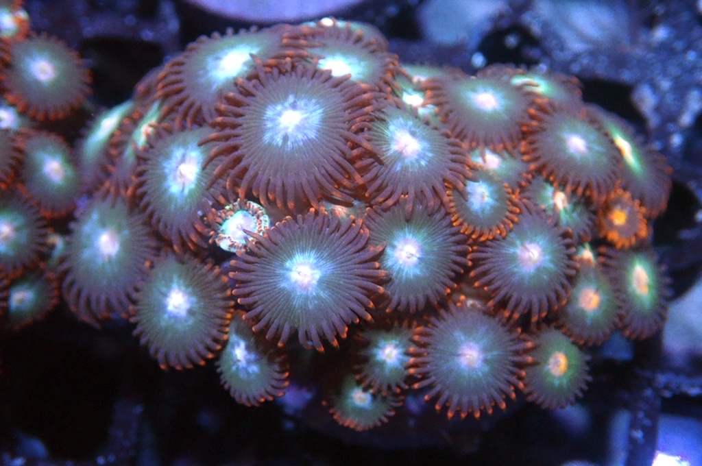 Z20 鈕扣（frag座3.5cm)