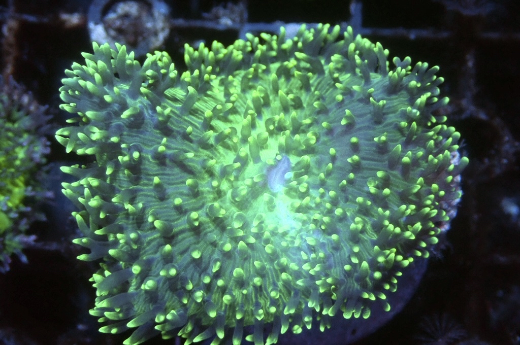 M6 菇（frag座3.5cm)