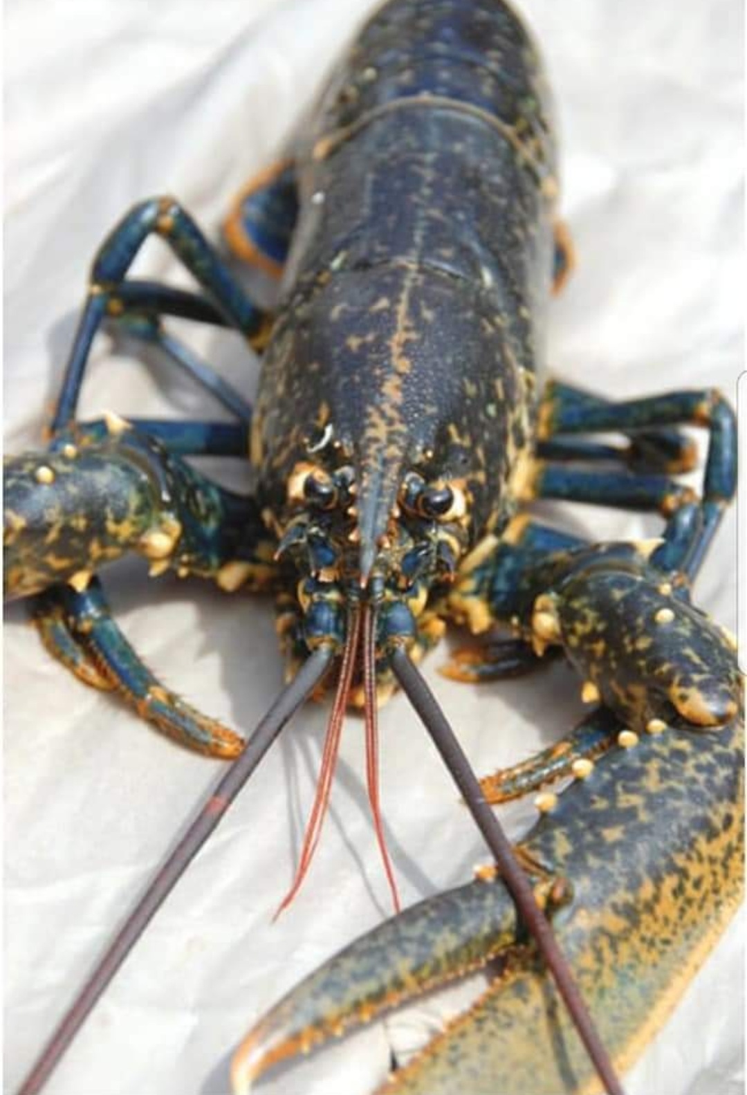 🇬🇧 生猛超甜有膏英國藍龍蝦🦞 10両至3.5斤/隻