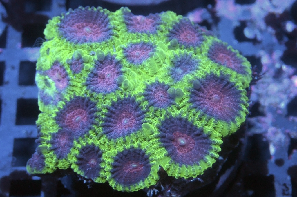 N21（開大約1.5吋）