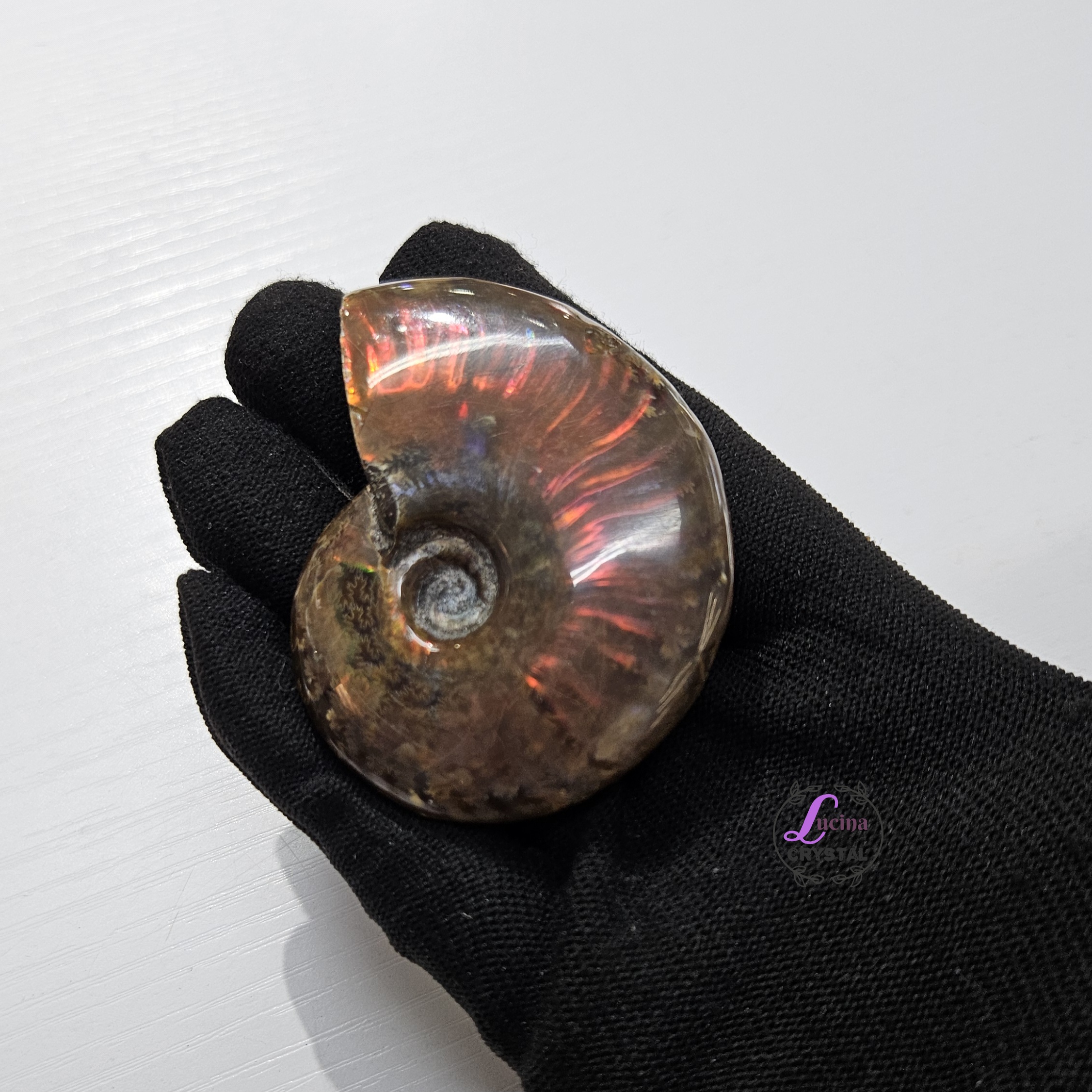 (Co#J332) 斑彩螺/Ammonite
