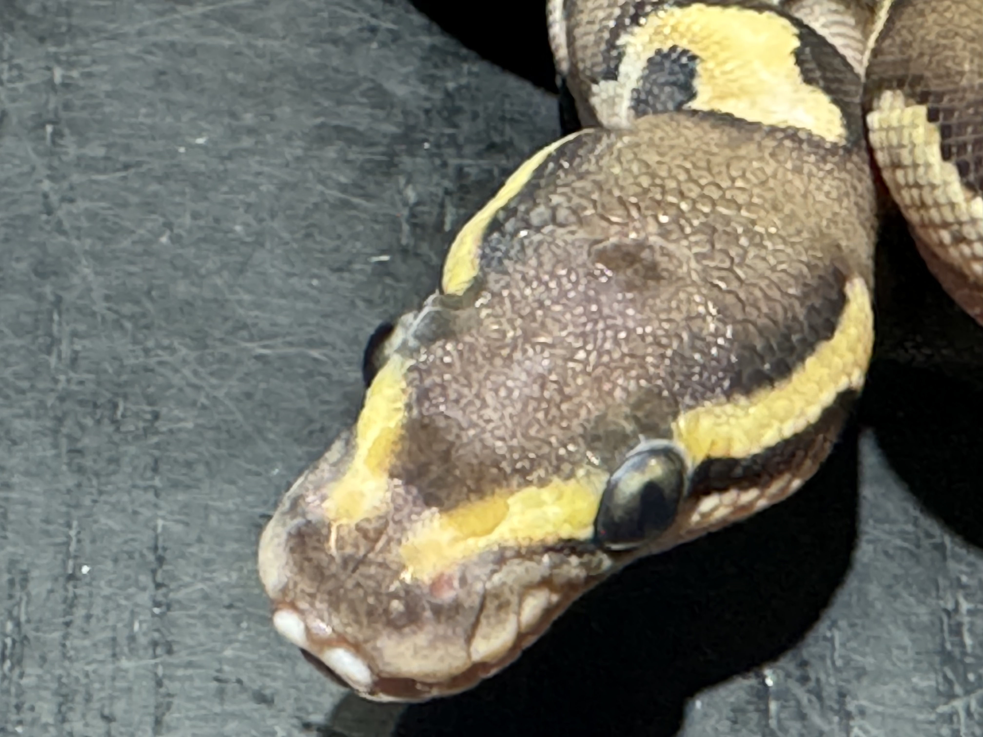 26 Lesser het Ghost Scaleless Head 0.1