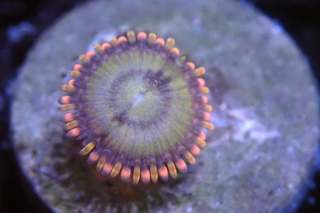 Z8 鈕扣（frag座3.5cm)