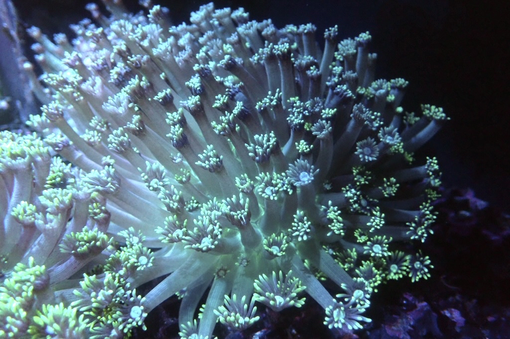 GF8 大寶石花 （開大約6吋）