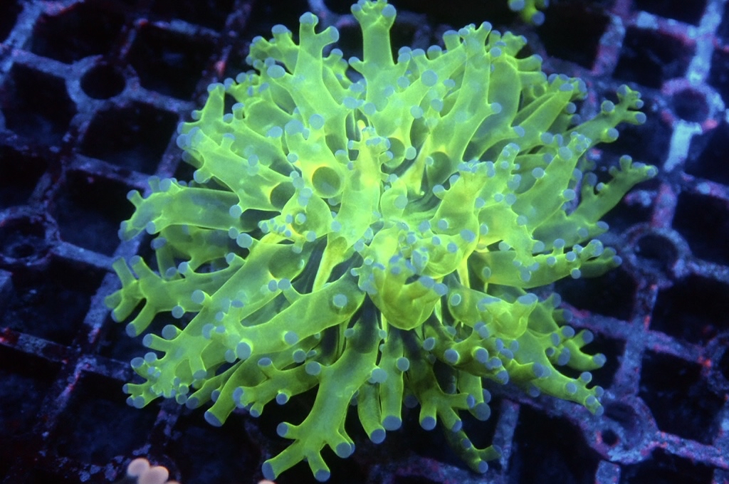 F11 啫喱 （開大約3.5吋）