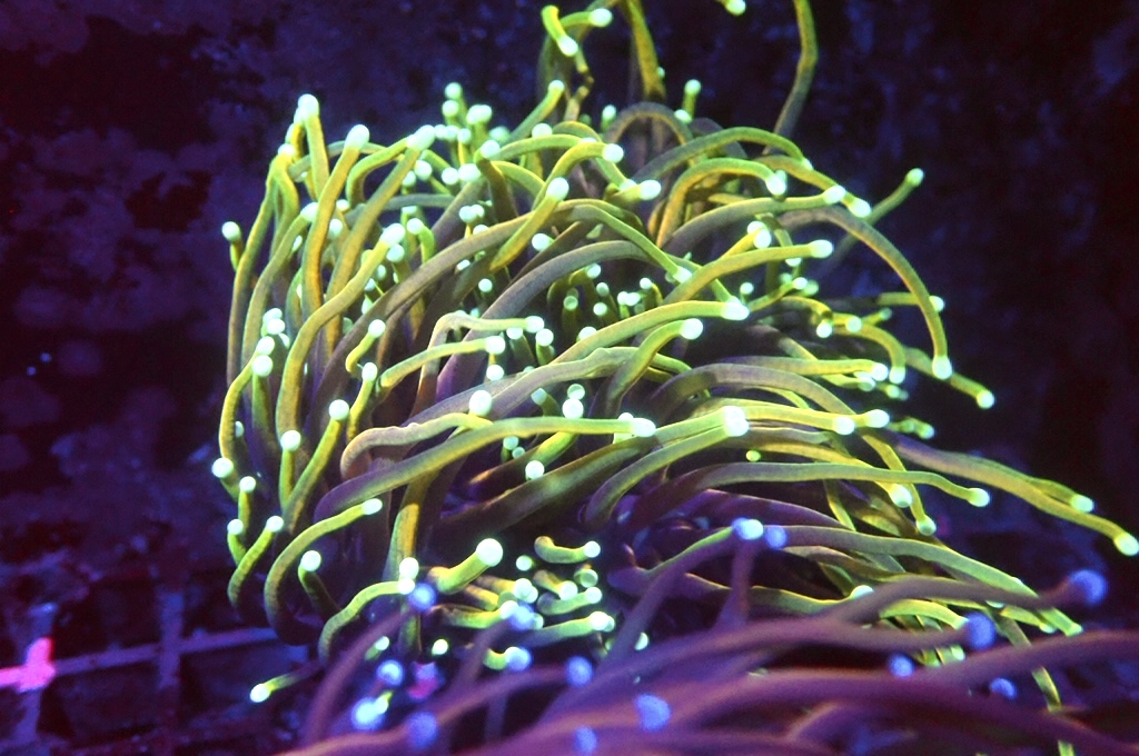 T5 龍魂金火柴（開大約3.5吋）