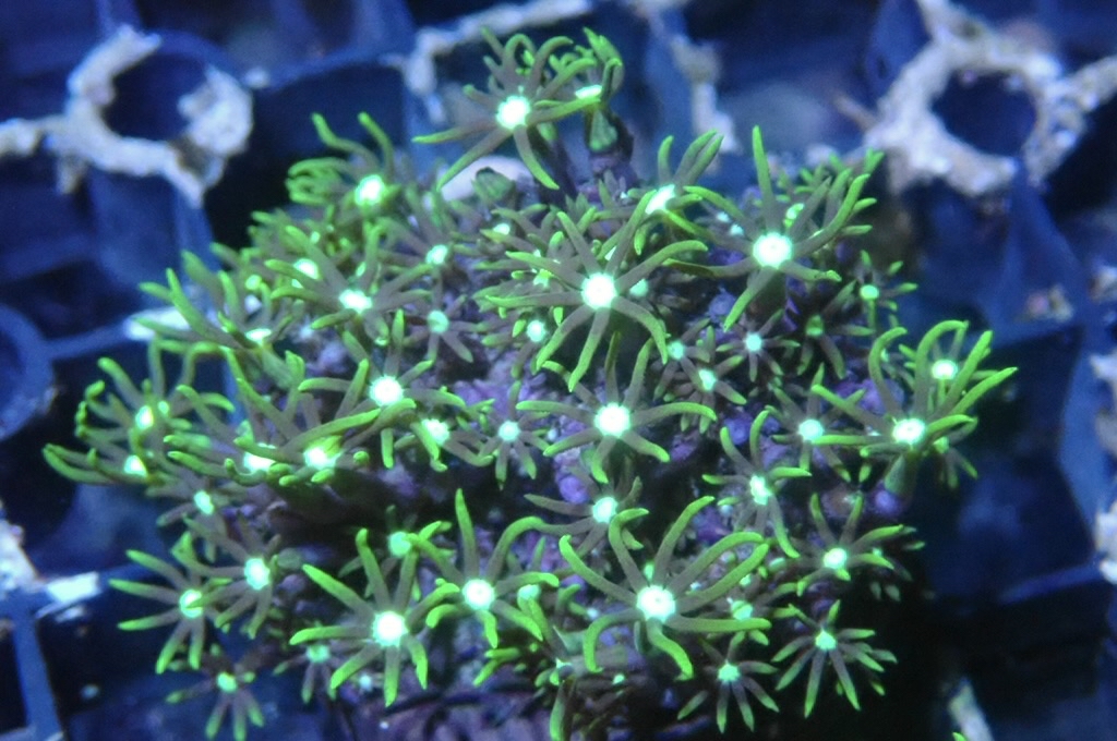 Green 5 草皮 （frag座3.5cm）