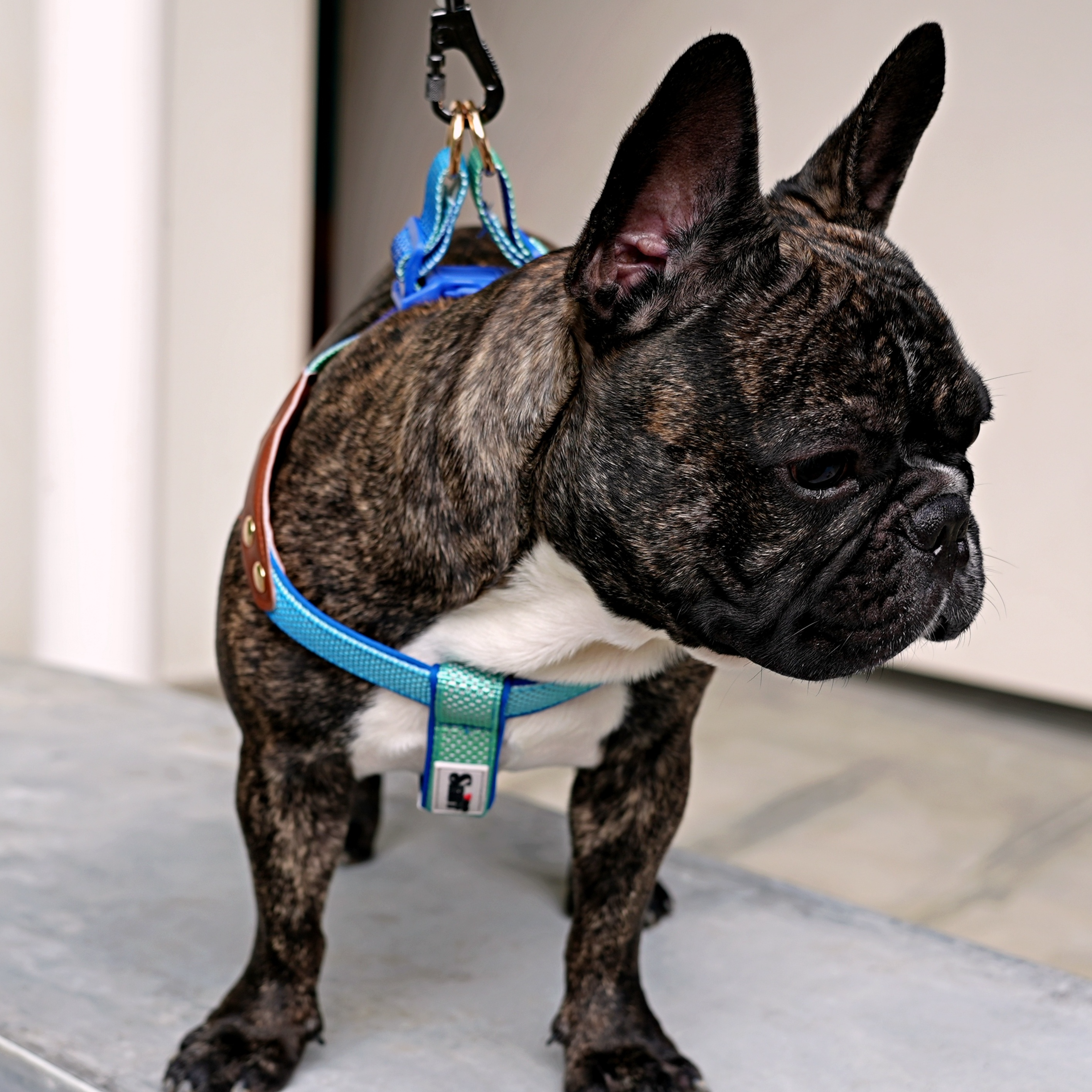 Step-In Harness - Baby’s Breathe - Tide Dusk Gradient