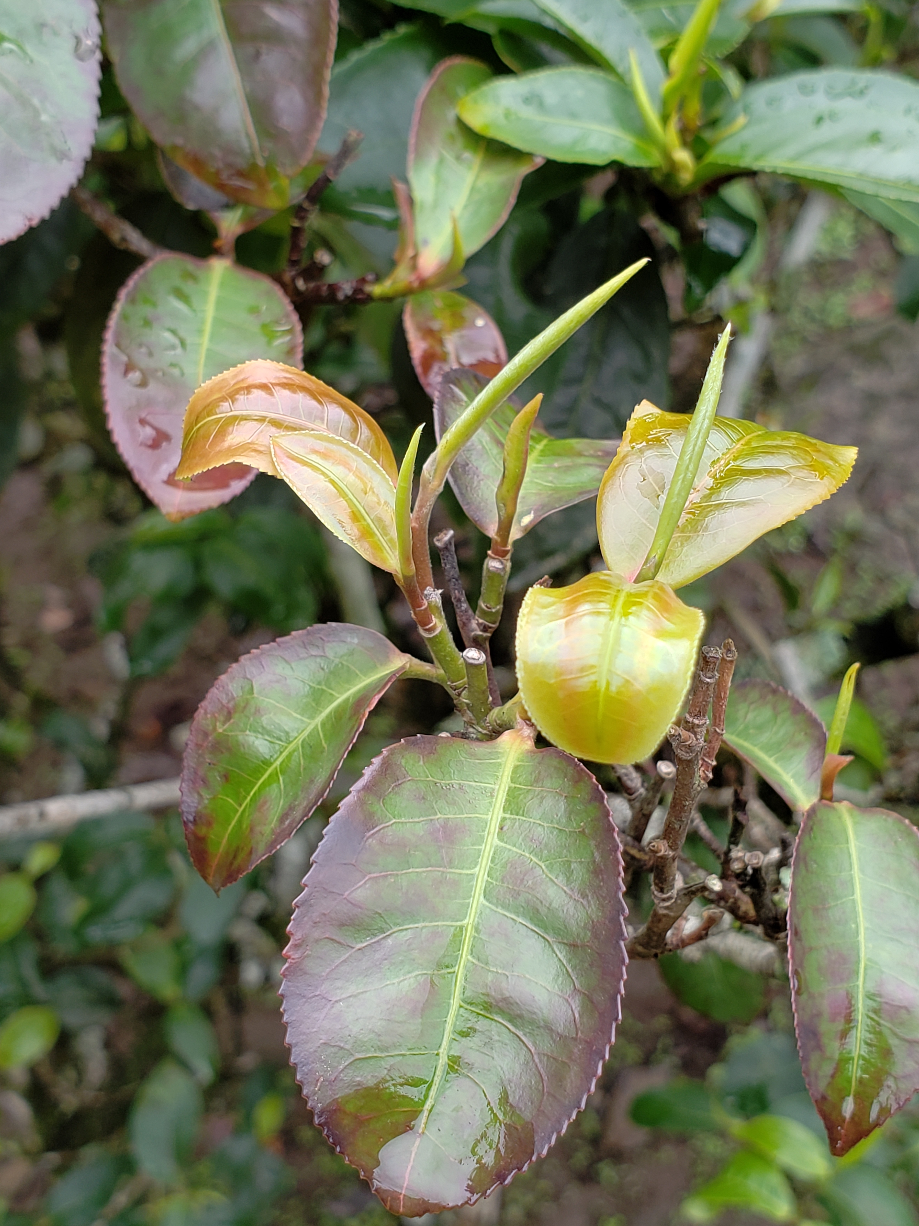 2011年 紫茶 - 勐海野放喬木- 生茶 - 400克<有需要請聯絡我們 852-6329 6186>