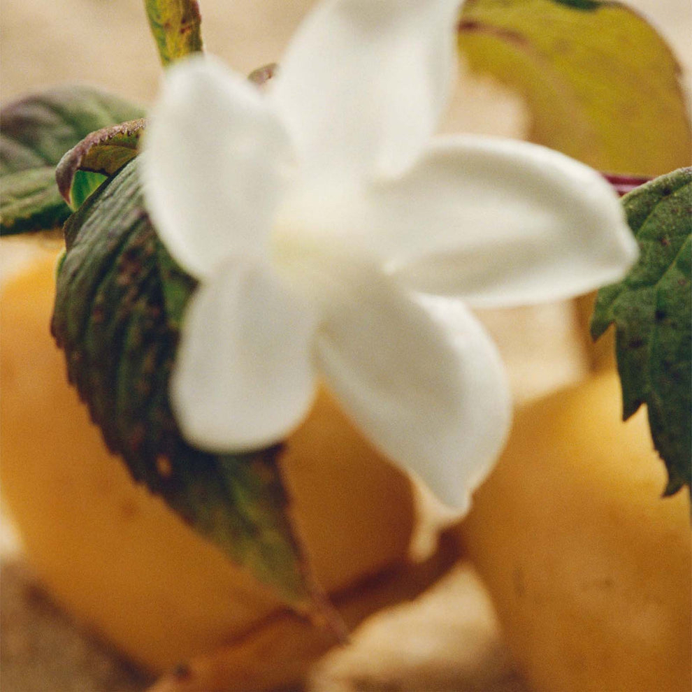 聖誕禮物🎁首選  Chloé Nomade Jasmin Naturel 濃鬱淡香水 50 毫升