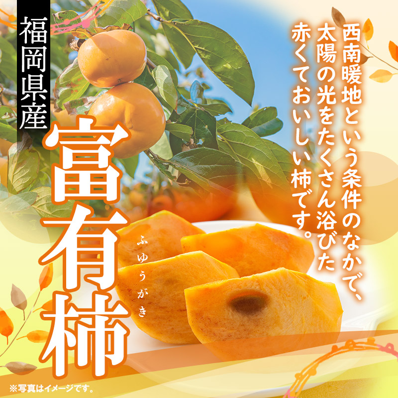 日本福岡富有柿 (36個) $750/箱 