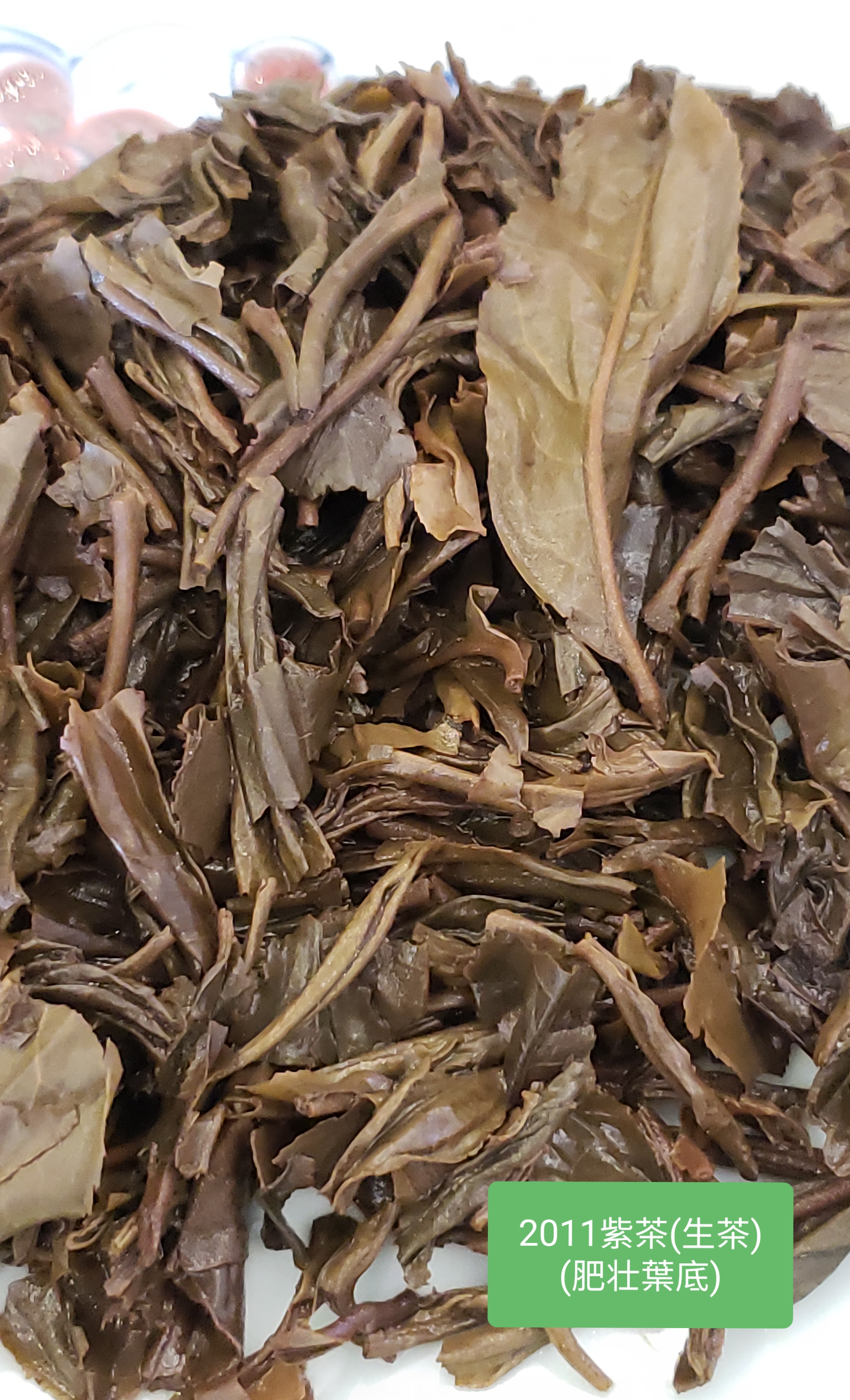 2011年 紫茶 - 勐海野放喬木