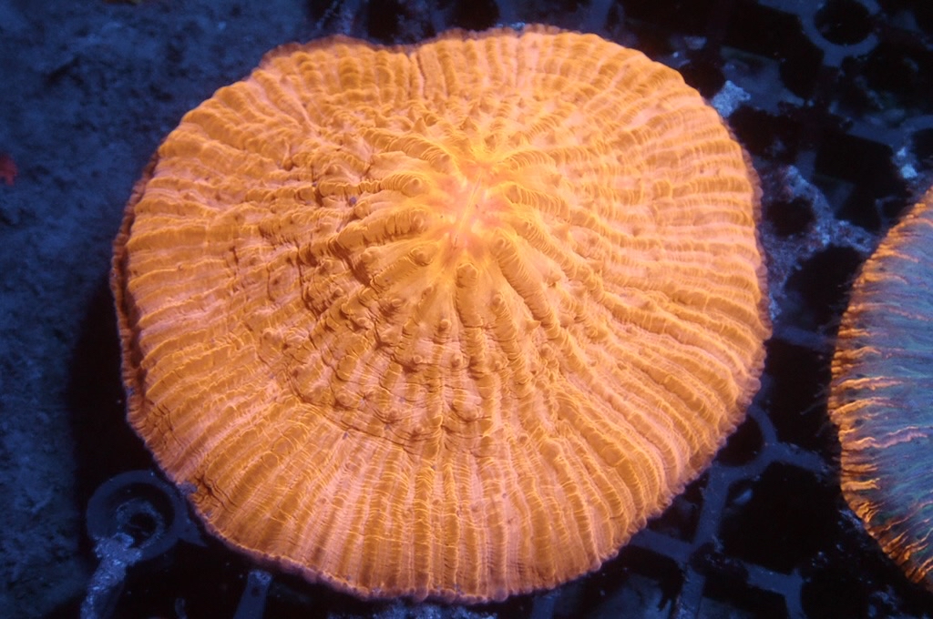 P2  飛碟 （開大約2.5吋）