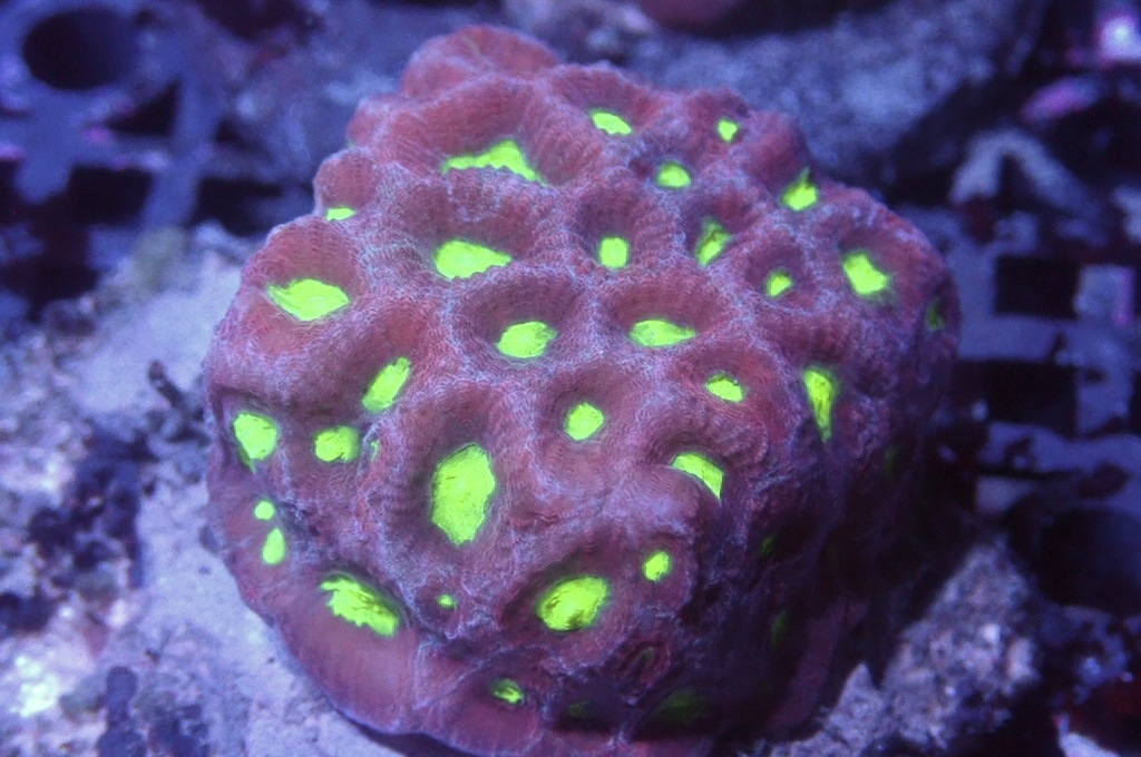 N7（開大約1.5吋）