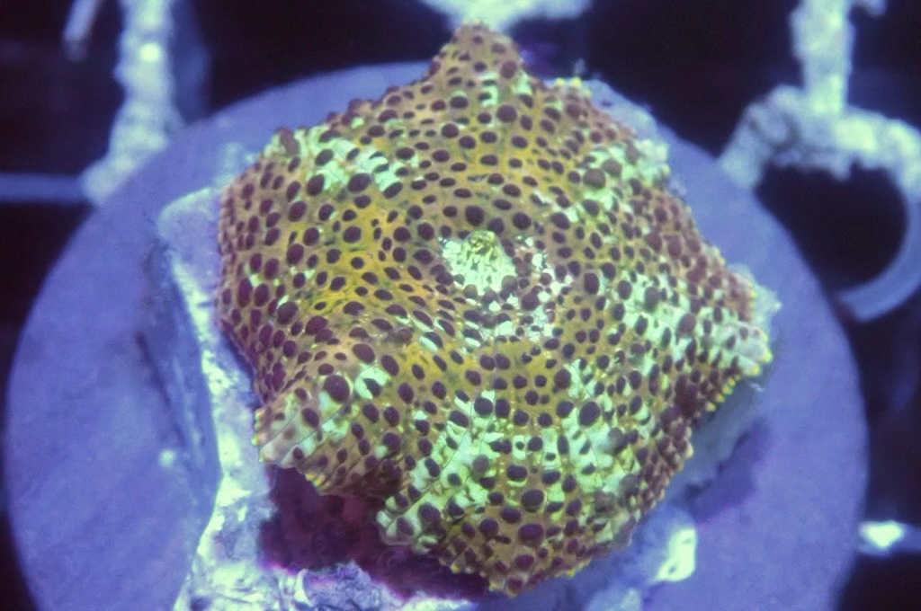 M18  菇（frag座3.5cm)