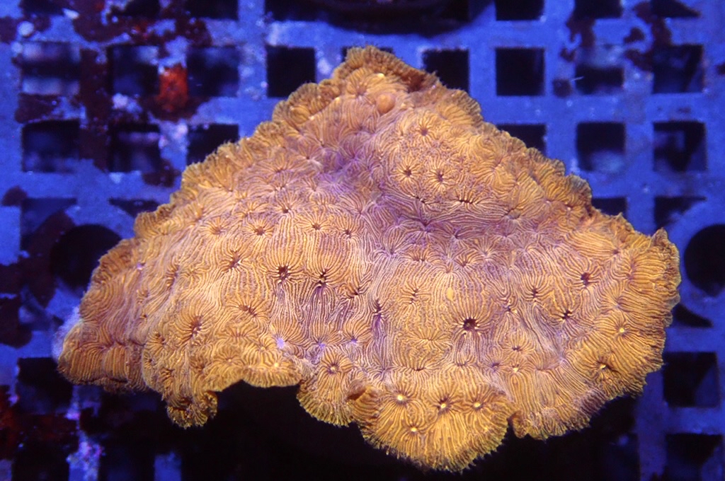 N9（開大約1.5吋）