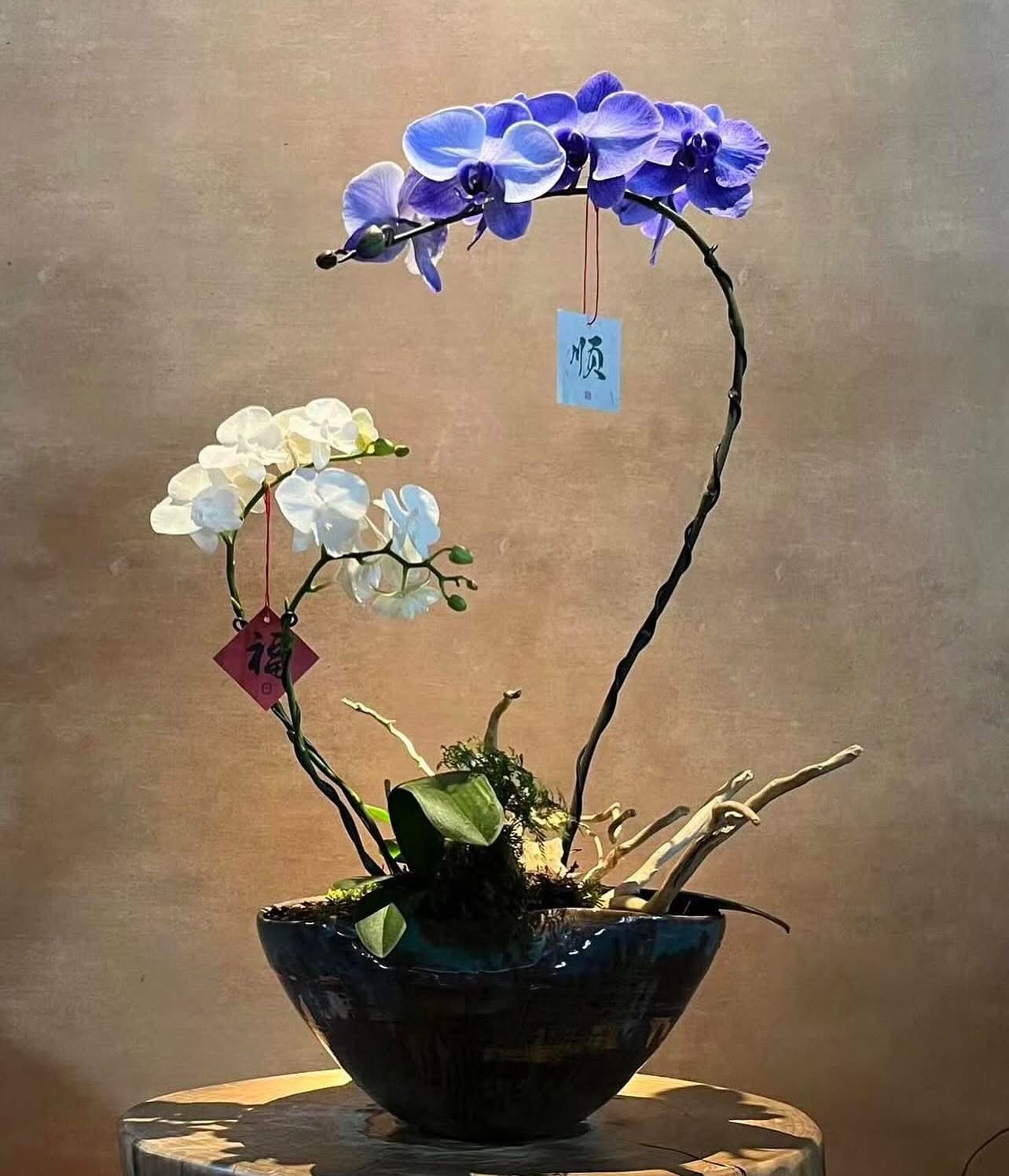 蝴蝶蘭造景盆栽 - A款