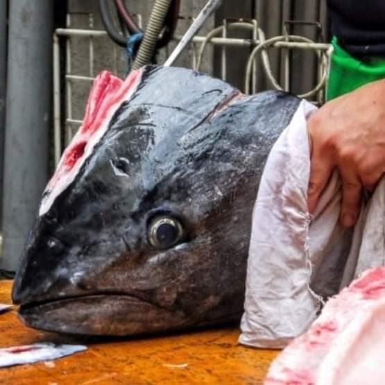 🇯🇵 冰鮮日本藍鰭吞拿魚-腦天(頭頂肉)🐟🍣