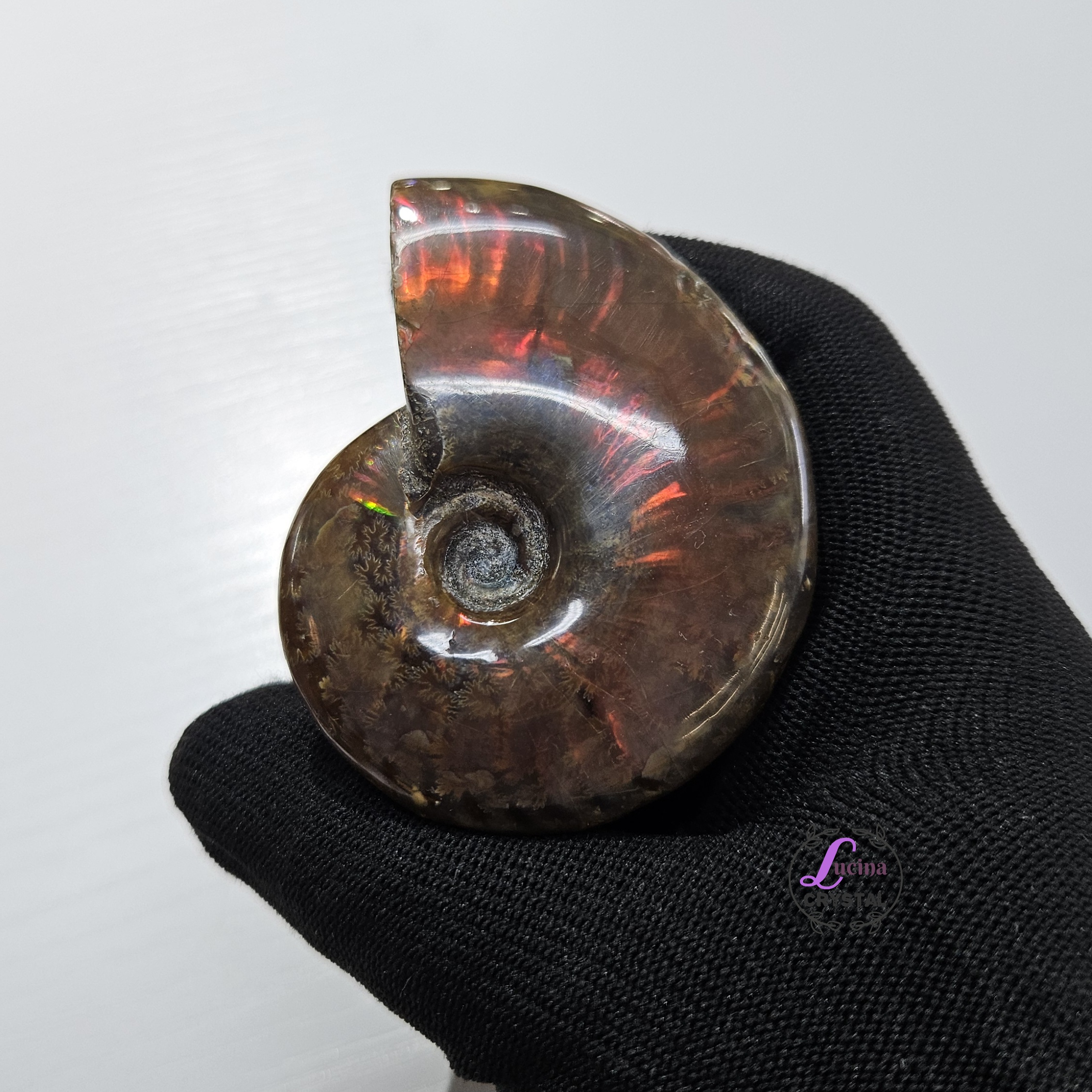 (Co#J332) 斑彩螺/Ammonite