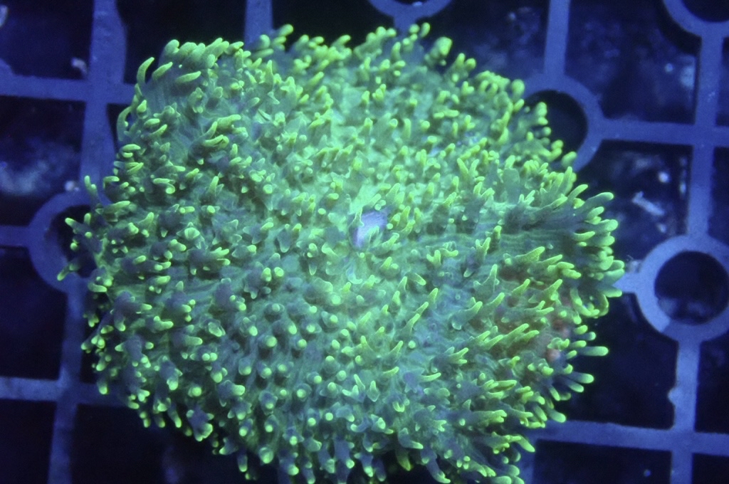 M6 菇  （frag座3.5cm）