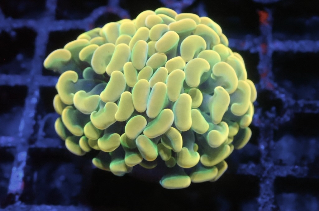 H14 彩金豬腰（開大約2.5吋）