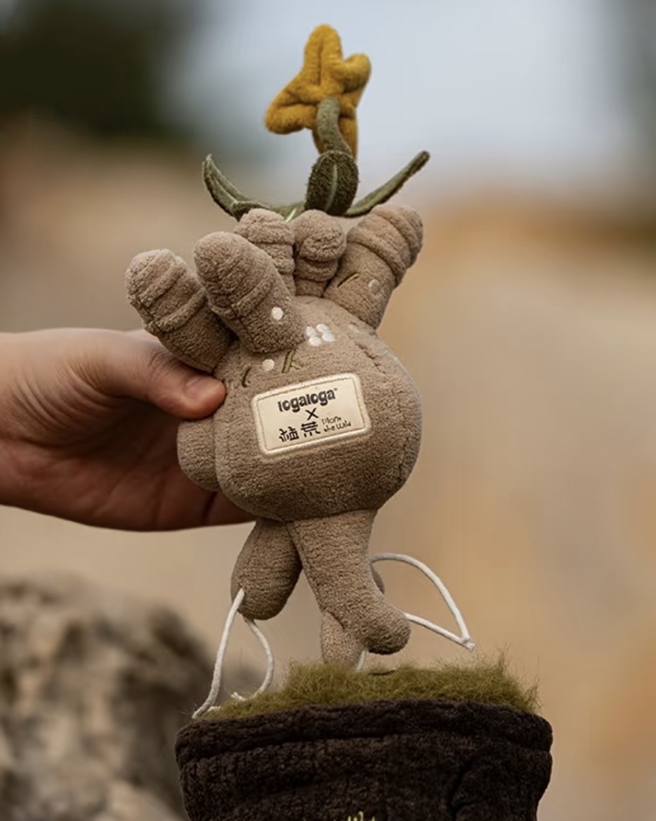 佛系夕照白宮塊根毛絨盆栽