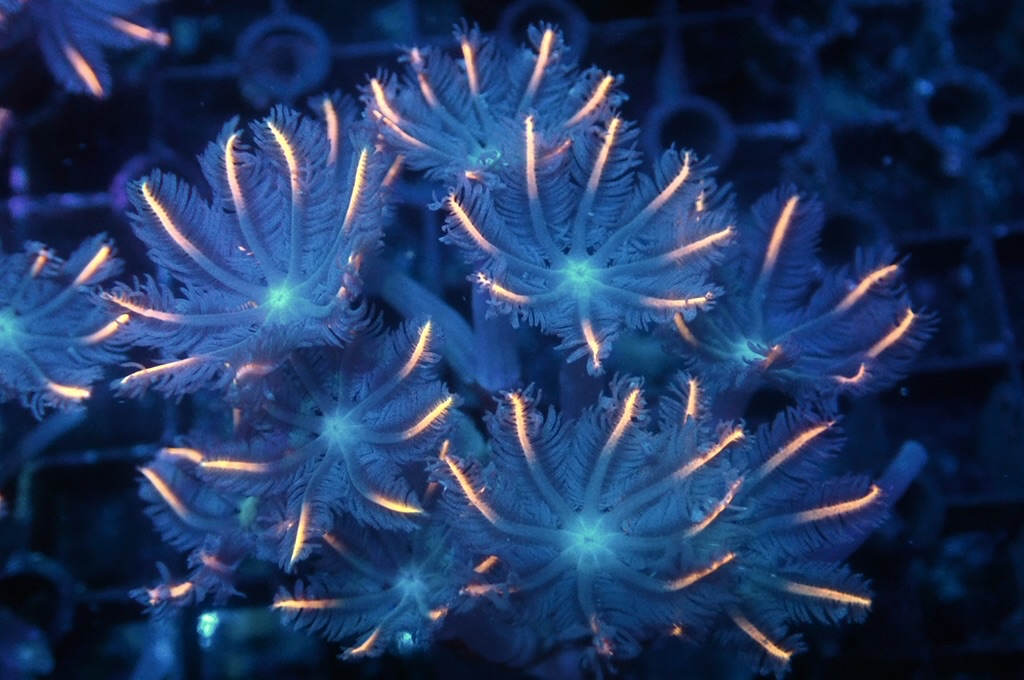 SF7 大手星花（開大約1.5吋）