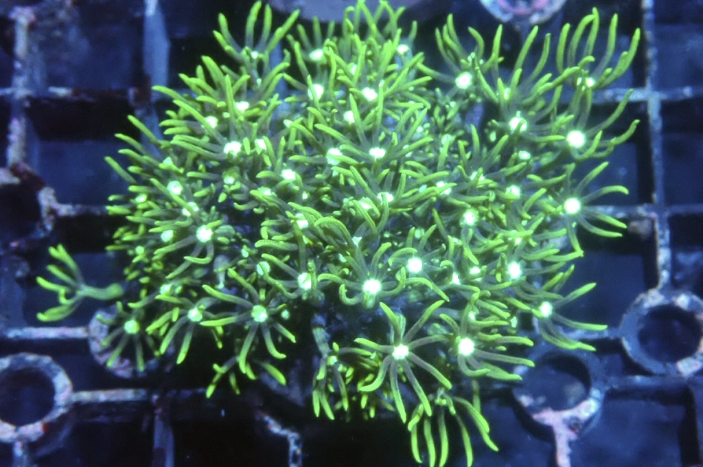 Green 5  綠草皮（開大約1.5吋）