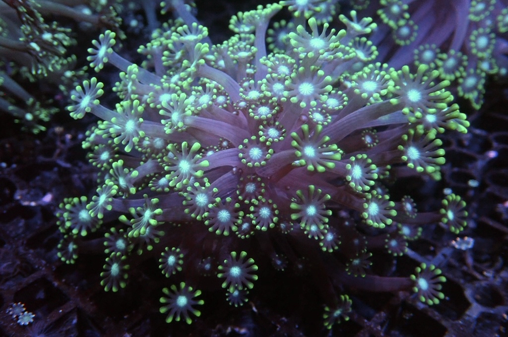 GF7 茉莉花（開大約2.5吋）